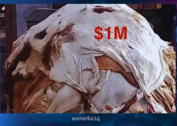 Maqaarka xolaha soomaliya