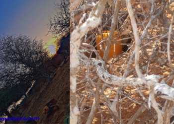 Ciidanka Xoogga Dalka