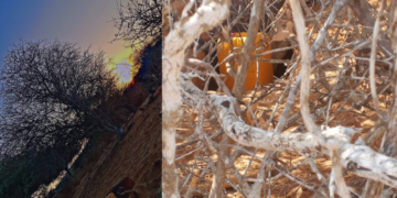 Ciidanka Xoogga Dalka