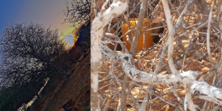 Ciidanka Xoogga Dalka