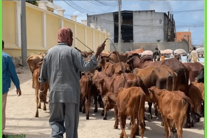 Maamulka Banaadir oo mamnuucay lo’da lagu sii daayo waddooyinka Muqdisho
