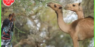 Xoolo-dhaqato laga afduubtay xadka Soomaaliya iyo Kenya oo dib loo soo daayay